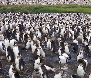 Moulting royal penguins