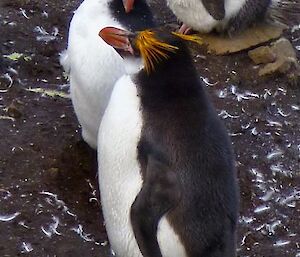 Royal penguin with a sleek new coat of feathers