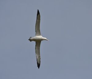 Wandering albatross in flight — wing span over 2.4m