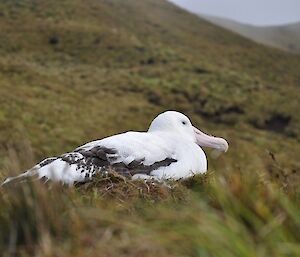 Wandering albatross on its nest with chick underneath it