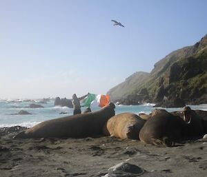 Flying the Irish flag in the Subantarctic