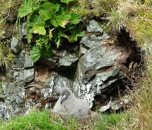 A sooty chick in early February, taken with telephoto