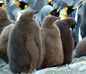 King penguin chicks with fluffy down feathers