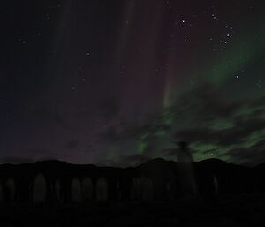 Red southern lights above penguins