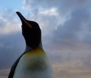King Penguin at sunrise
