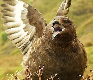 Skua gull with its mouth open and wings held up off its back.