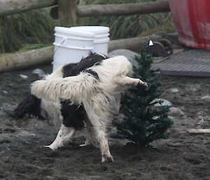 Dog urinating on a small plastic Christmas tree left outside.