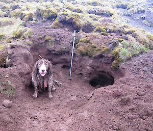 Tired dog from digging out a rabbit burrow and covered in mud.