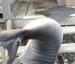 Elephant seal sumersaulting by the steps of a hut.