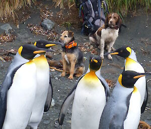 Dogs being good and watching while the penguins are very close by.