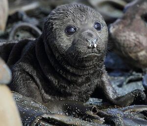 Tiny seal pup sitting amongst the kelp.