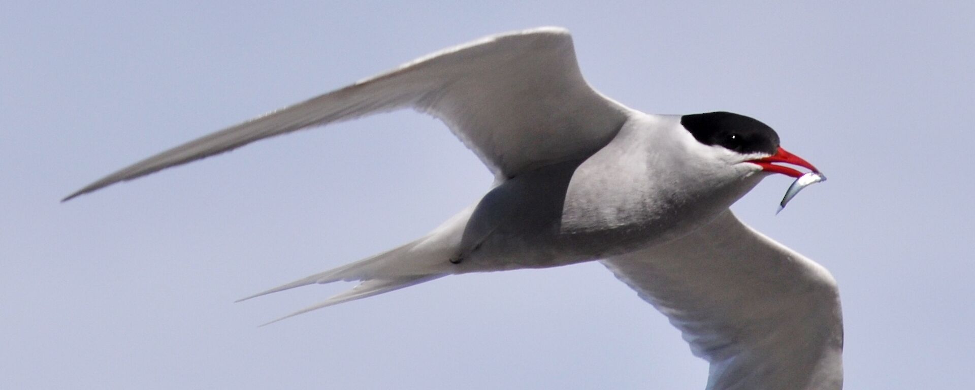 Antarctic tern flying with a tiny fish in its red beak.