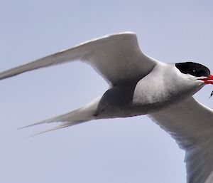 Antarctic tern flying with a tiny fish in its red beak.