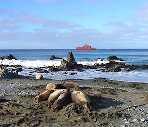 Elephant seals on the beach with the ship out to sea