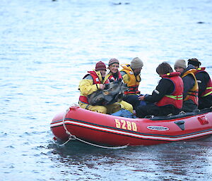 The ABC film crew (Fiona, David and Matthew) leaving Macquarie Island