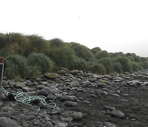 On the beach at Macquarie Island