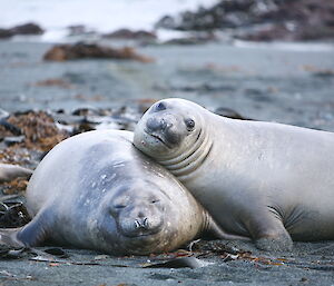 Seals snuggling on the beach
