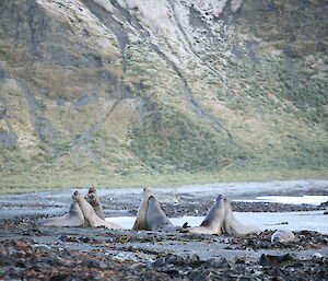 Pairs of elephant seals on the West Coast