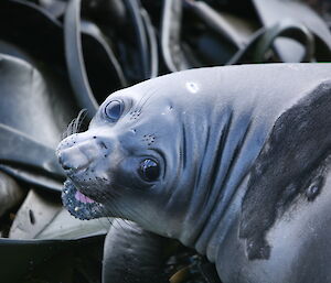 Young elephant seal