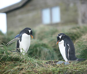 Gentoo penguins making a nest on station