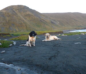 Ash and Fin — it’s a dogs life !