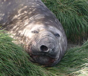 Close up of an elephant seal’s face