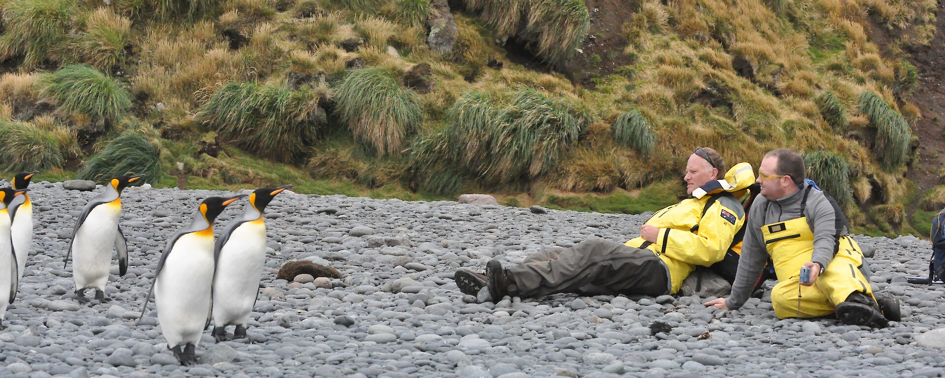 Expeditioners sit on rock beach with penguins nearby