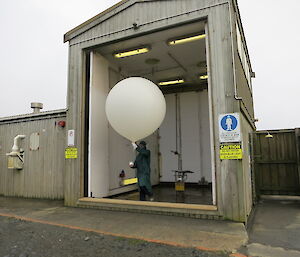 Andrew preparing to release a large white weather balloon just inside the door of a large shed