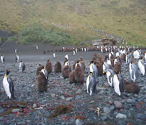 King penguins and chicks at Macca