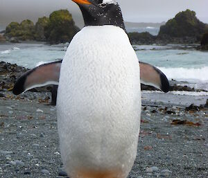 Gentoo penguin poses for picture with wings outstretched