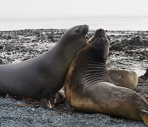 Two elephant seals playing