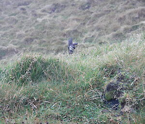 Gloves in the field