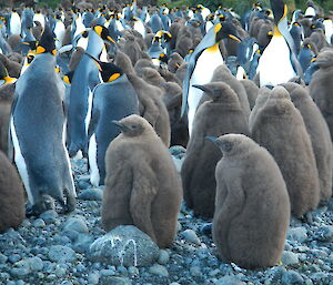 King penguins and their chicks