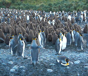 King penguins and their chicks
