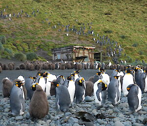 King penguins at Sandy Bay