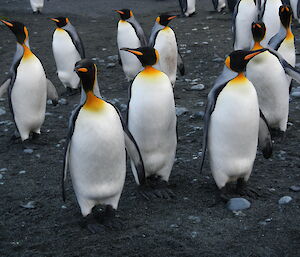 King penguins walk towards camera