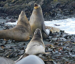 2 elephant seals on the coast at Macquarie