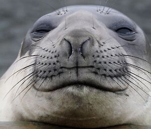 Close up of elephant seal face