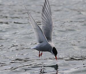 A bird hovering over water, dipping a toe in