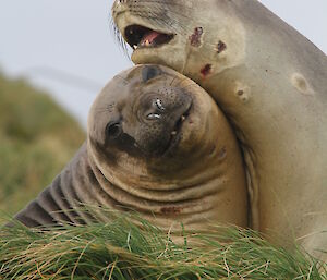 Cute playful elephant seals