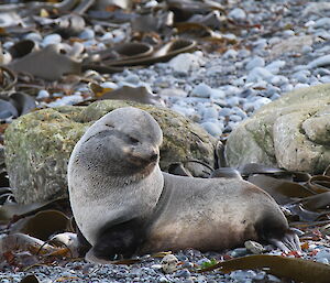 Very young seal on the rocks looking shy