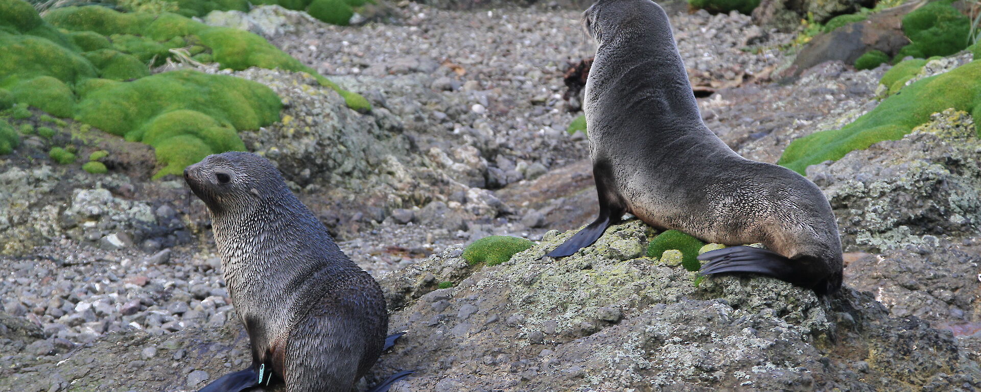 Cheeky fur seals on the beach