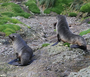 Cheeky fur seals on the beach