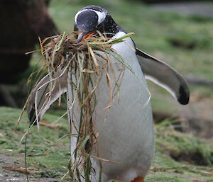 Gentoo gathering grass to make a comfy nest