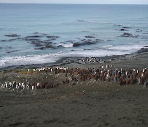 Large group of king penguins at Macca