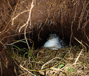 Endangered grey petrel (procellaria cinerea) on nest