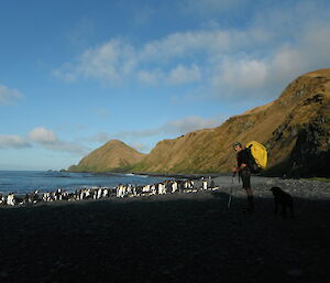 Dave on some of Macca’s king penguins