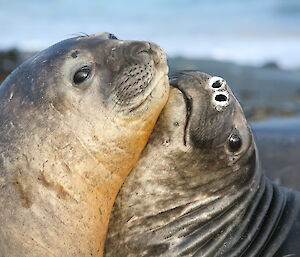 Affectionate ‘ele’ seals