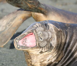 Elephant seal looking at camera and seemingly laughing