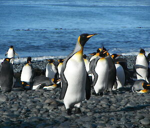 King penguins